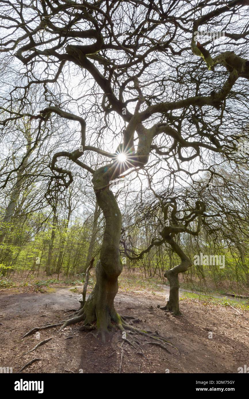 Dwarf Beech (Fagus sylvatica var. suentelensis, Fagus sylvatica var.  tortuosa). Deformed trees in the so-called witches' forest. Ruegen Island,  Mecklenburg-Western Pomerania, Germany Stock Photo - Alamy