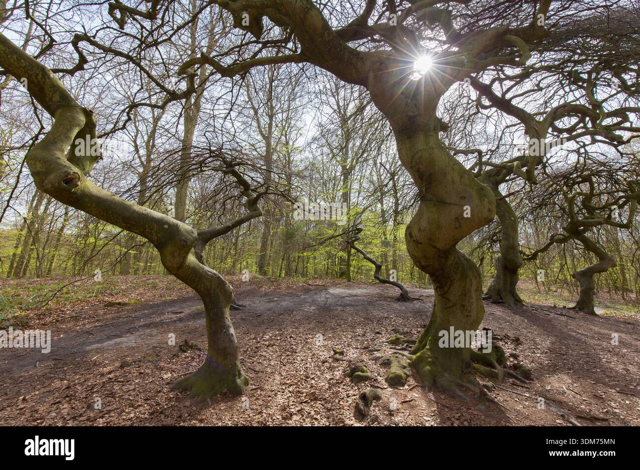 Dwarf Beech (Fagus sylvatica var. suentelensis, Fagus sylvatica var.  tortuosa). Deformed trees in the so-called witches' forest. Ruegen Island,  Mecklenburg-Western Pomerania, Germany Stock Photo - Alamy
