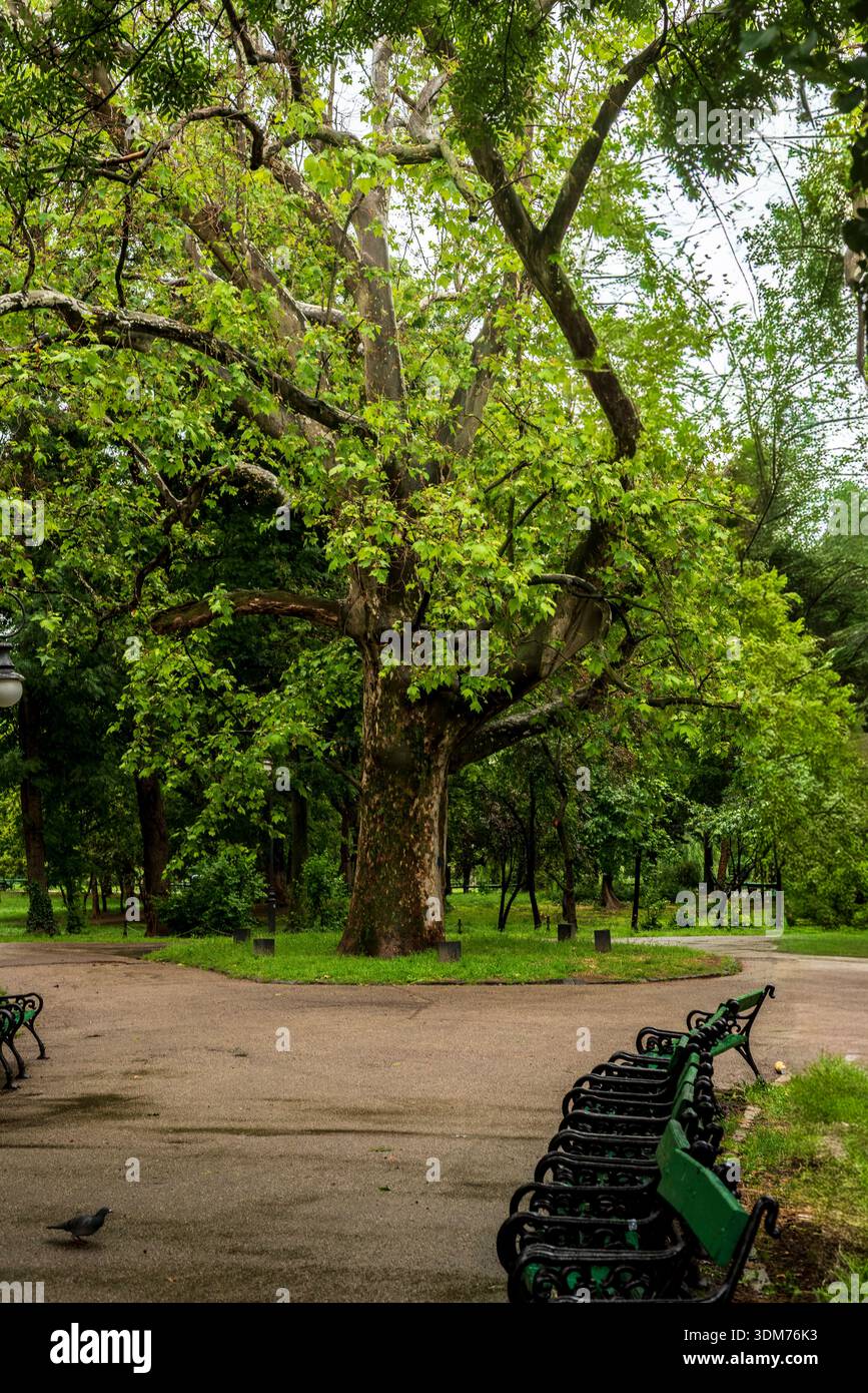 Large tree in urban park with empty benches Stock Photo - Alamy
