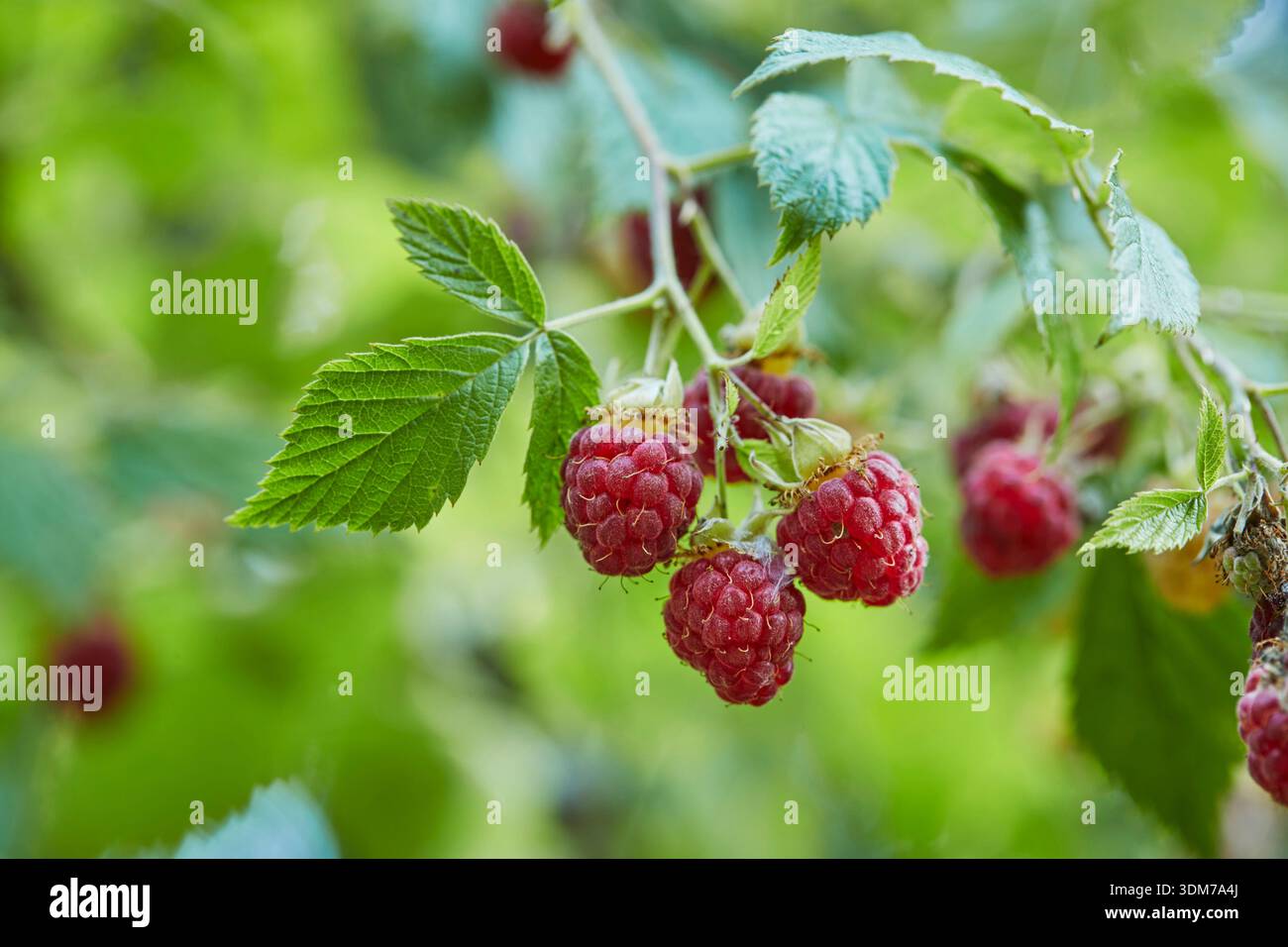 Raspberry (Rubus idaeus). Ripe berries on a bush. Germany Stock Photo