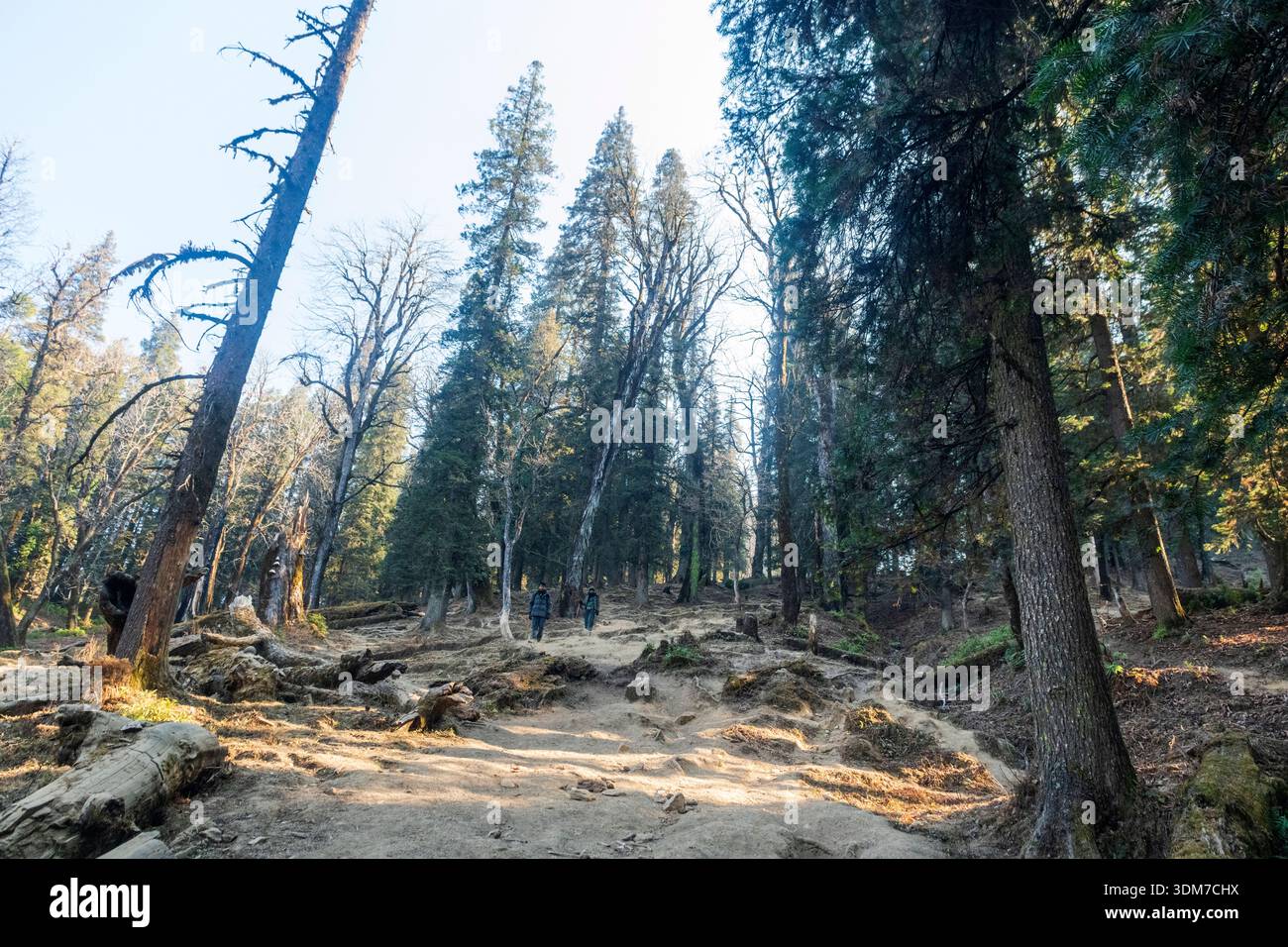 A dirt path winding through a dense mountain forest, consistent with hiking trails Stock Photo