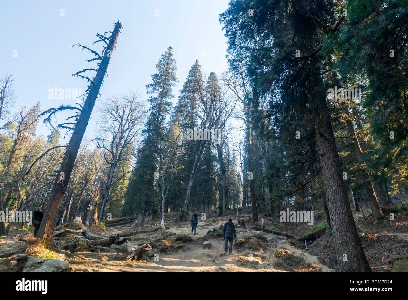 A dirt path winding through a dense mountain forest, consistent with hiking trails Stock Photo