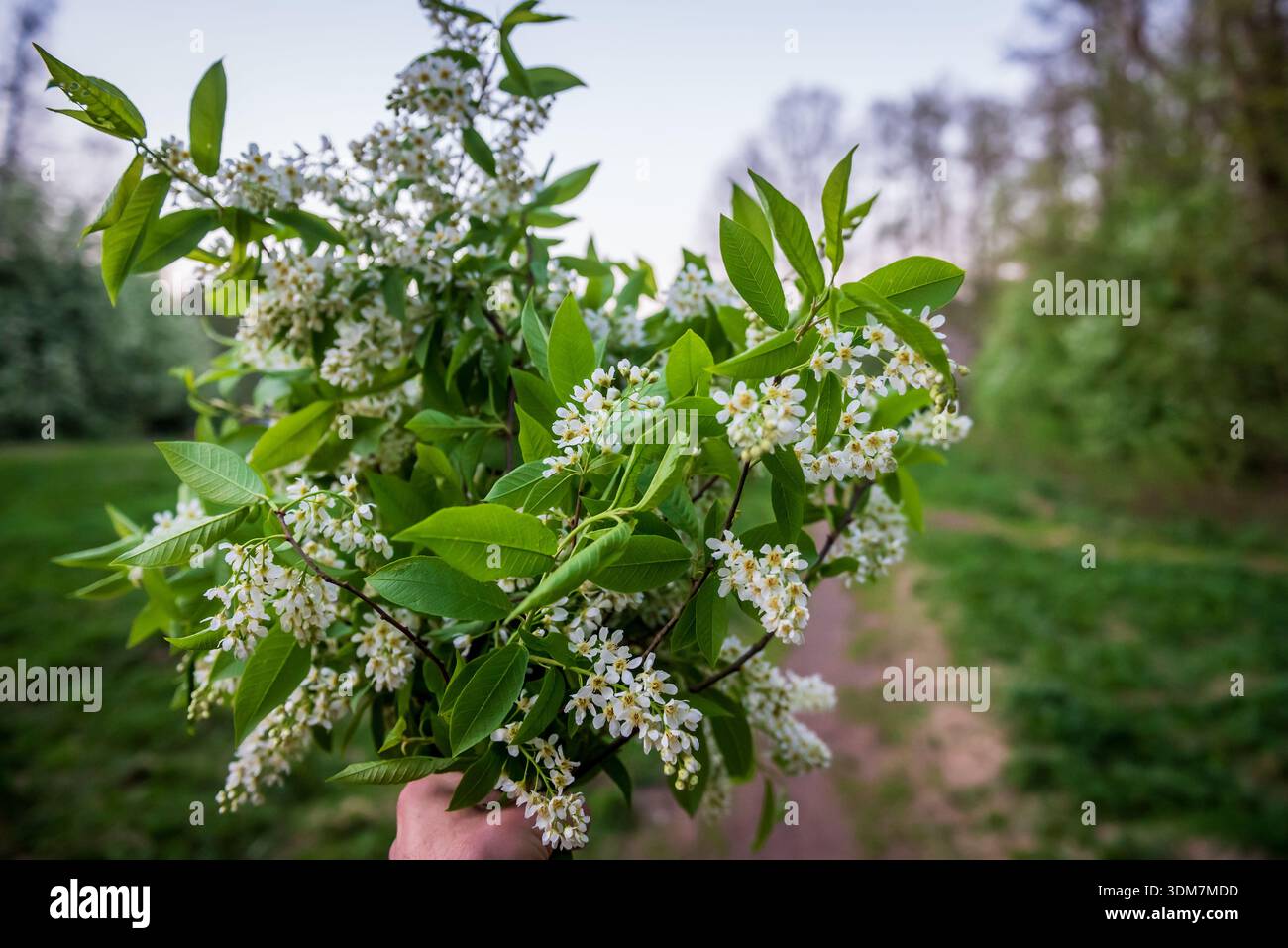Selective focus photo. Bird cherry tree , Prunus padus blooming. Stock Photo