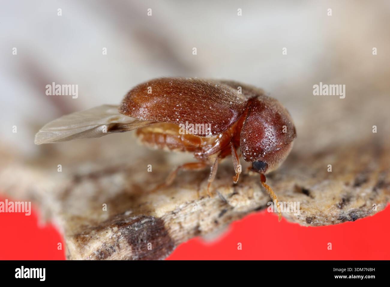 cigarette beetle lasioderma serricorne Tobacco beetle, Lasioderma serricorne. Insect found in apartment. Larvae  were eating spices Stock Photo