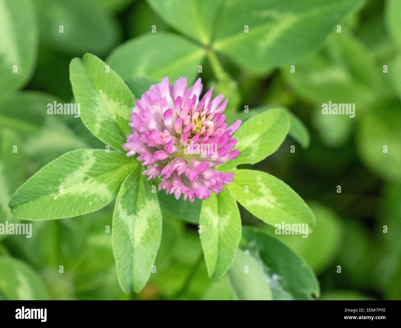 Close-up of the pink flower of red clover, Trifolium pratense Stock Photo