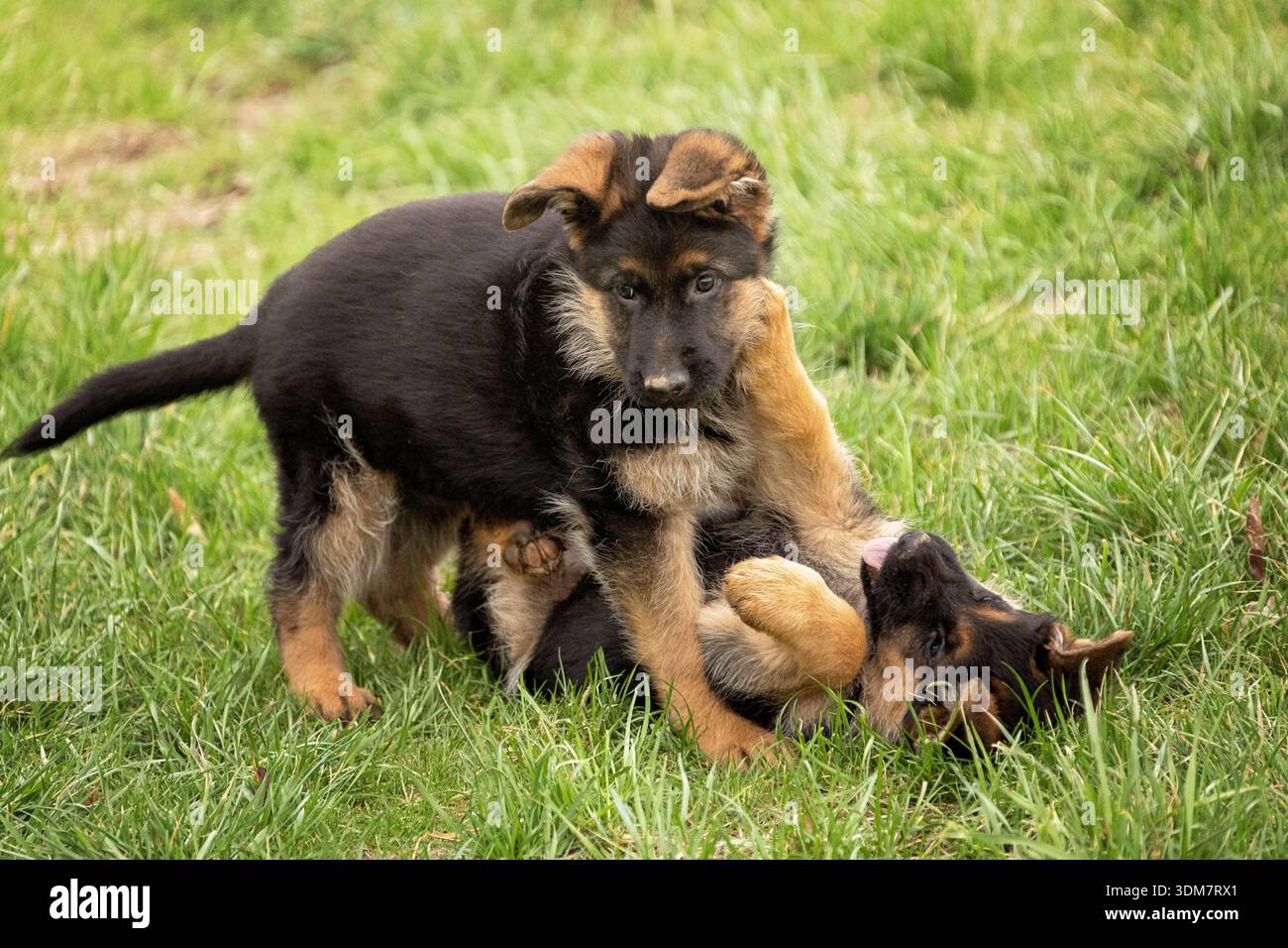 German Shepherd. Two puppies playing in a meadow. Germany Stock Photo