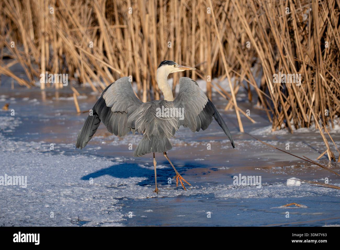 Heron on the ice Stock Photo