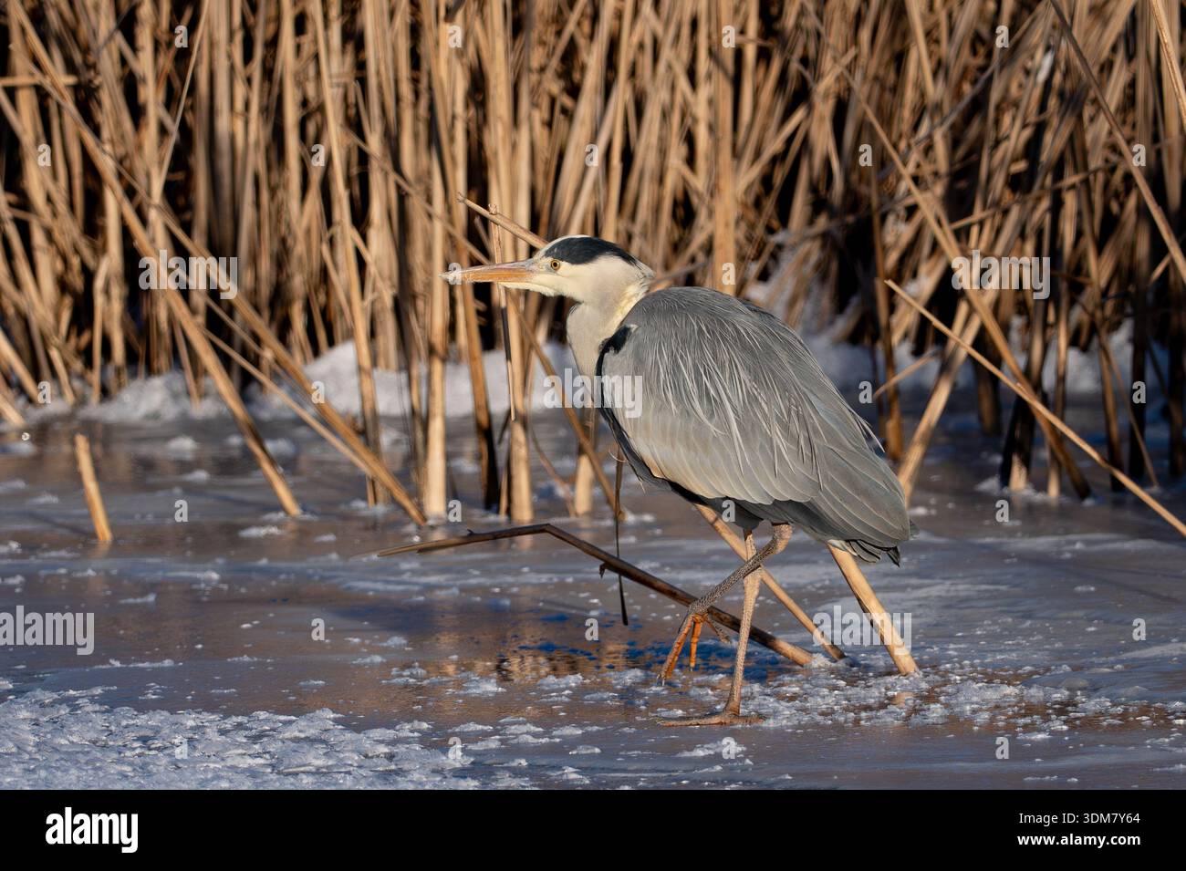 Heron on the ice Stock Photo