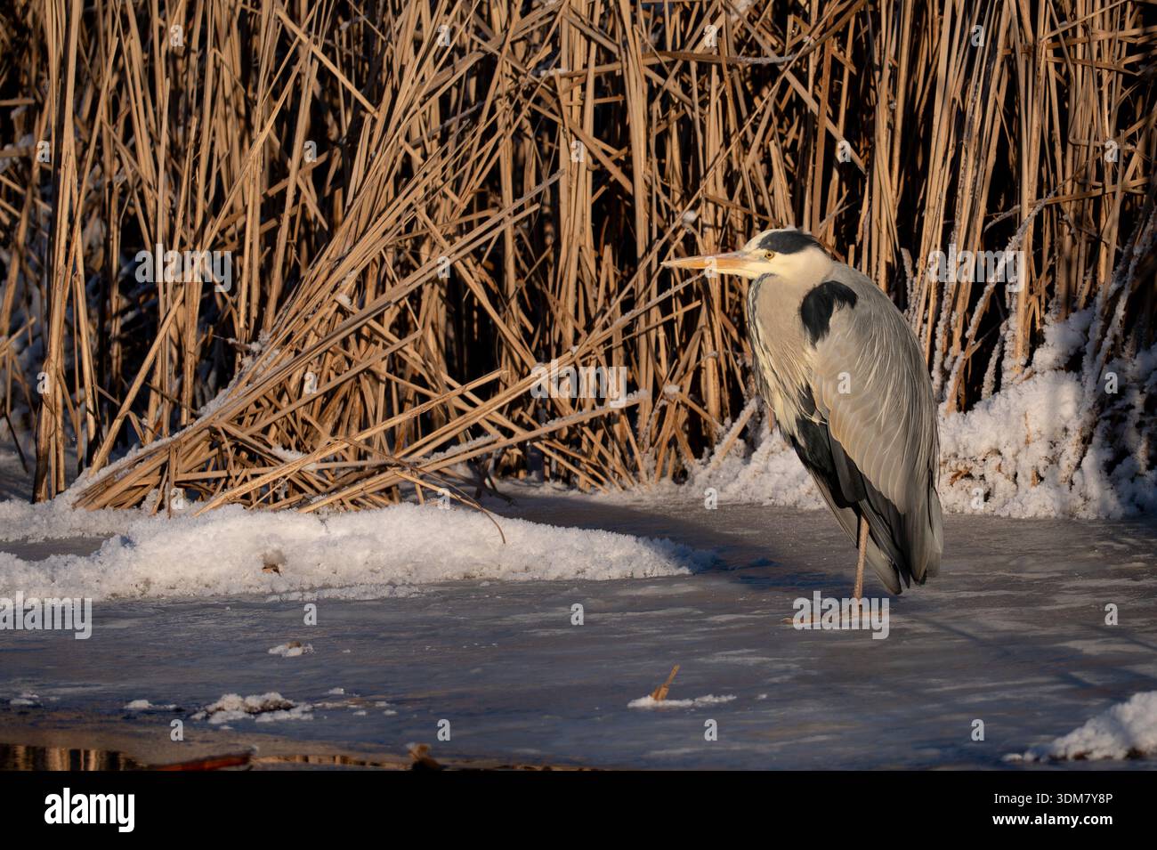 Heron on the ice Stock Photo