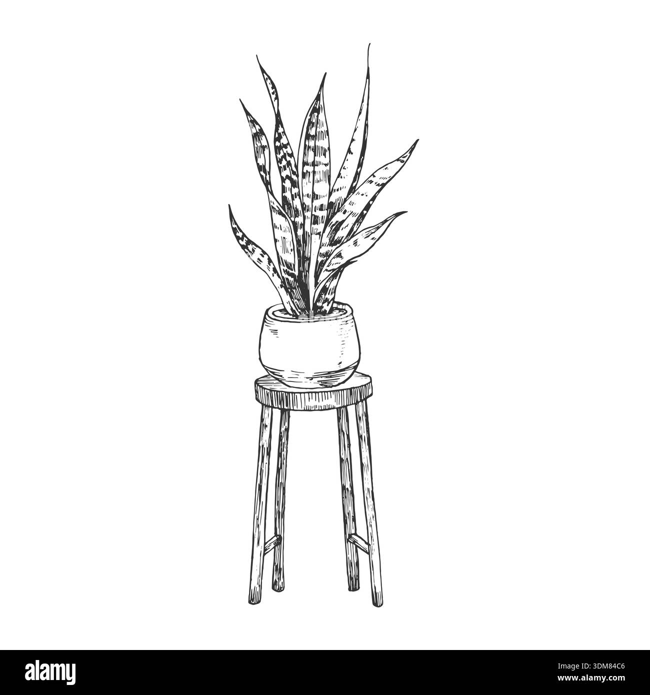 sansevieria lauren SANSEVIERIA LAUREN online kaufen bei potflourri