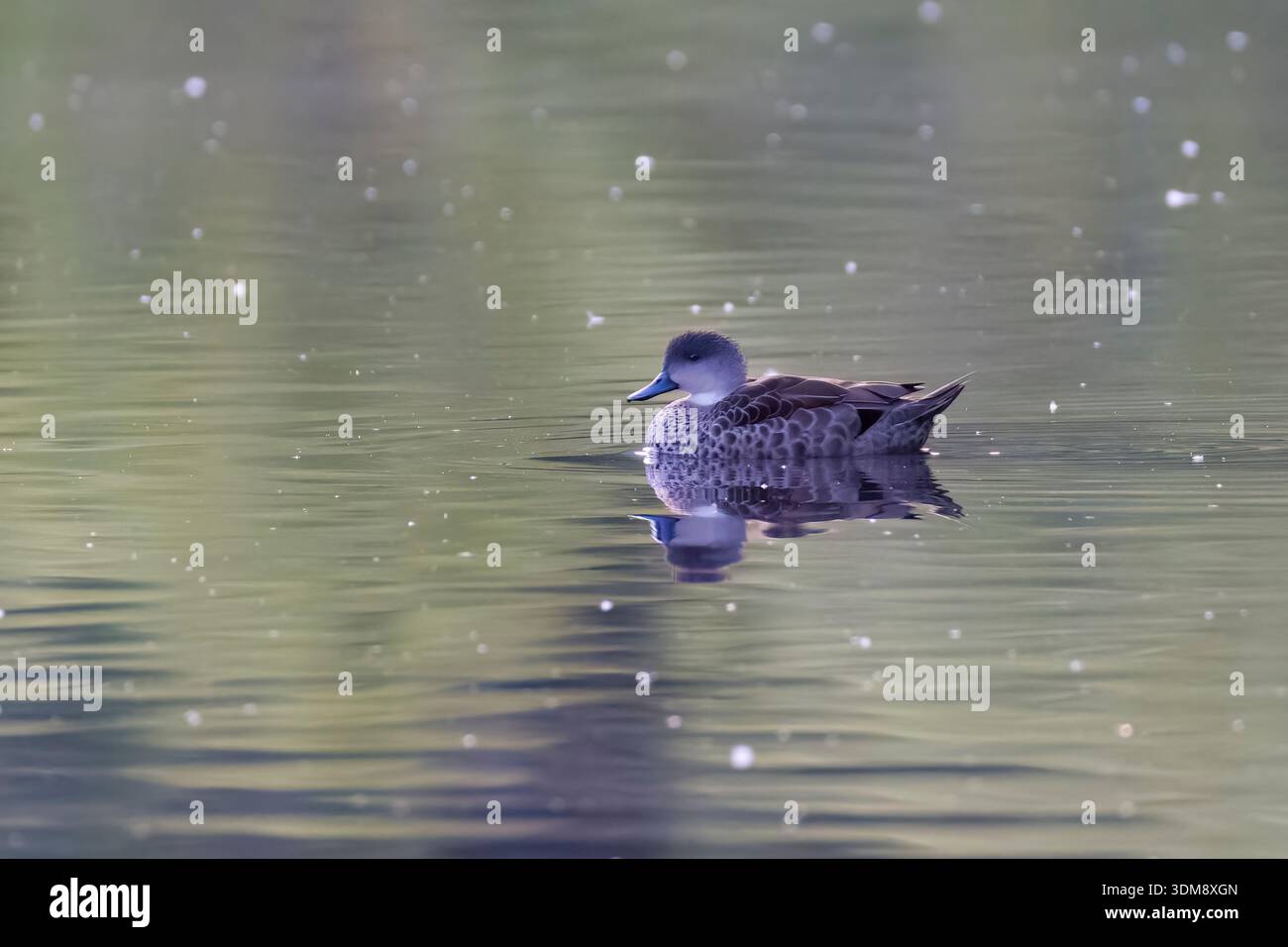 Grey Teal on South Island New Zealand Stock Photo