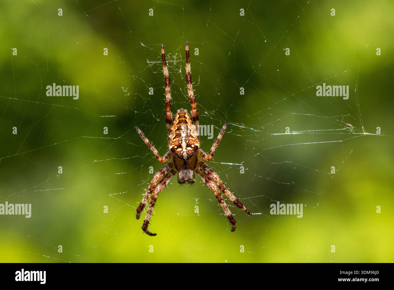 Symmetrical Web Symmetrical spider web halloween hi-res stock photography and images ...