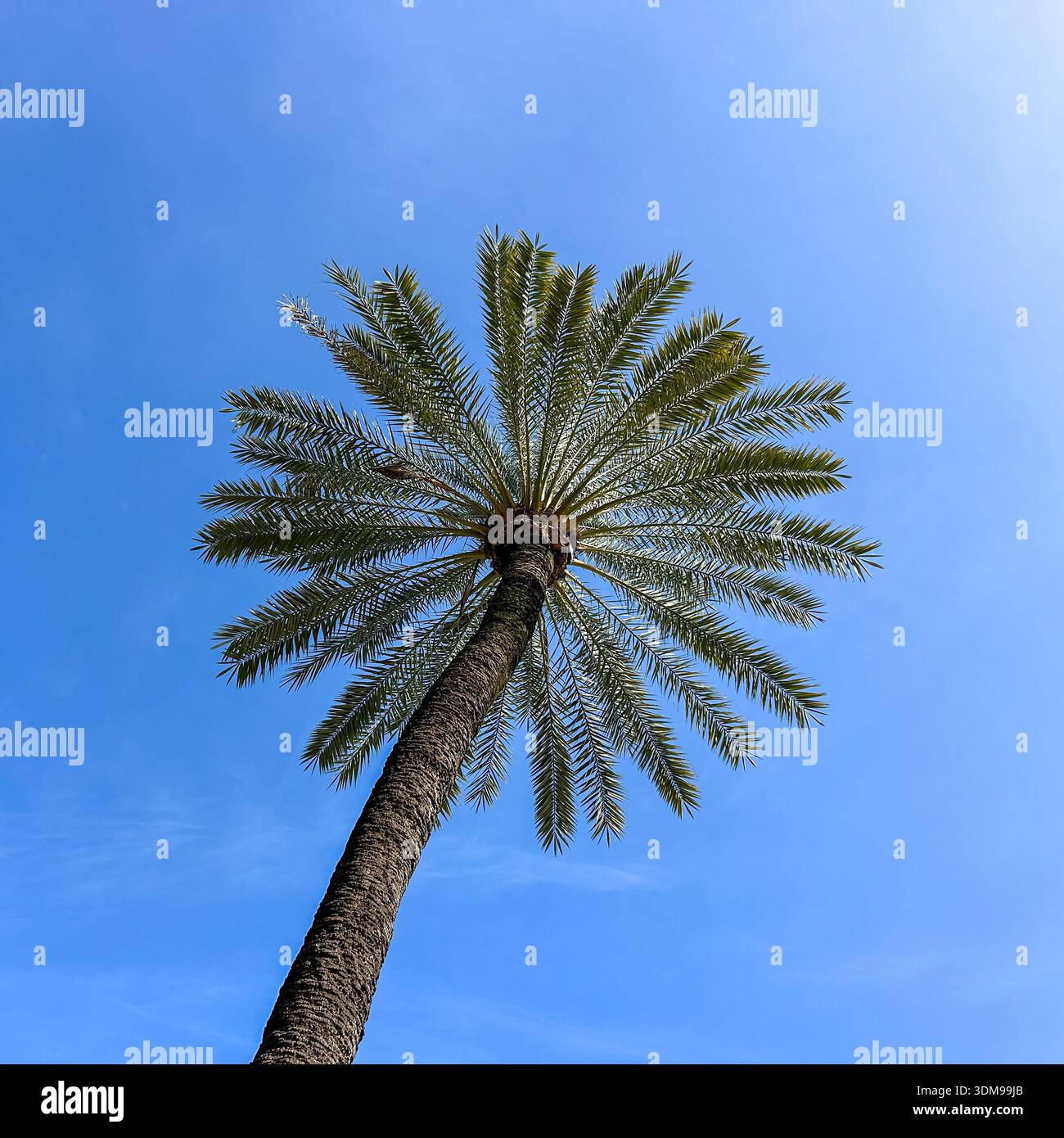 Perfectly circular round palm tree as seen from below Stock Photo