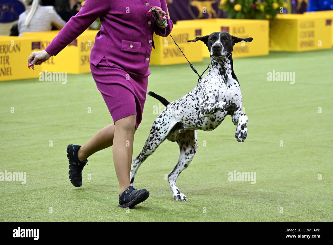 A German Shorthaired Pointer named 'Rock' competes in the Sporting ...