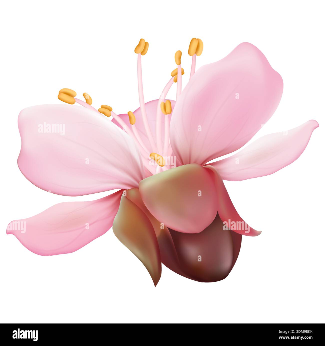 Cherry blossom flower clipart Stock Vector Images - Alamy