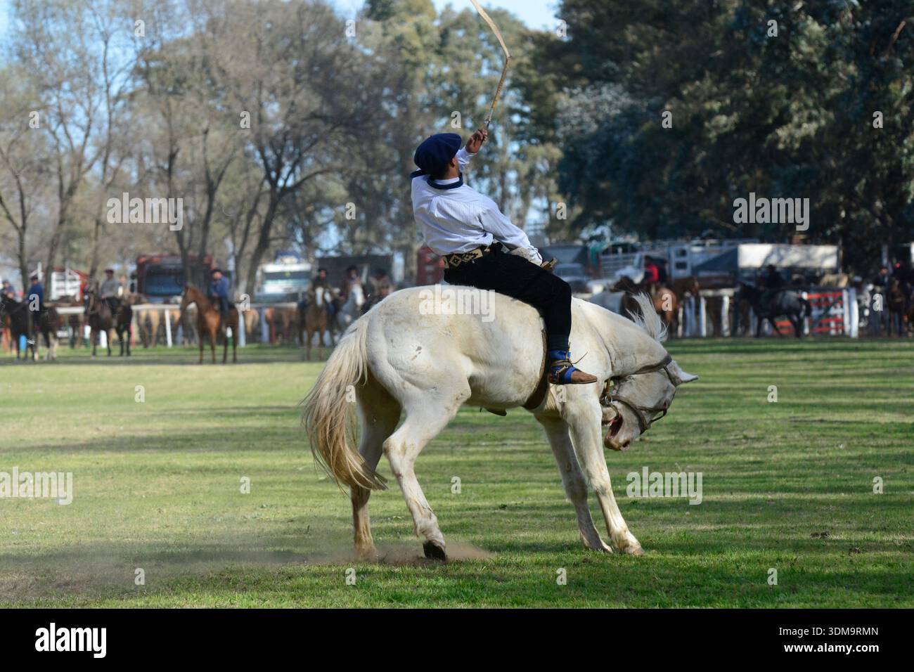 Gaucho taming a rearing horse during a traditional Argentine rodeo ...