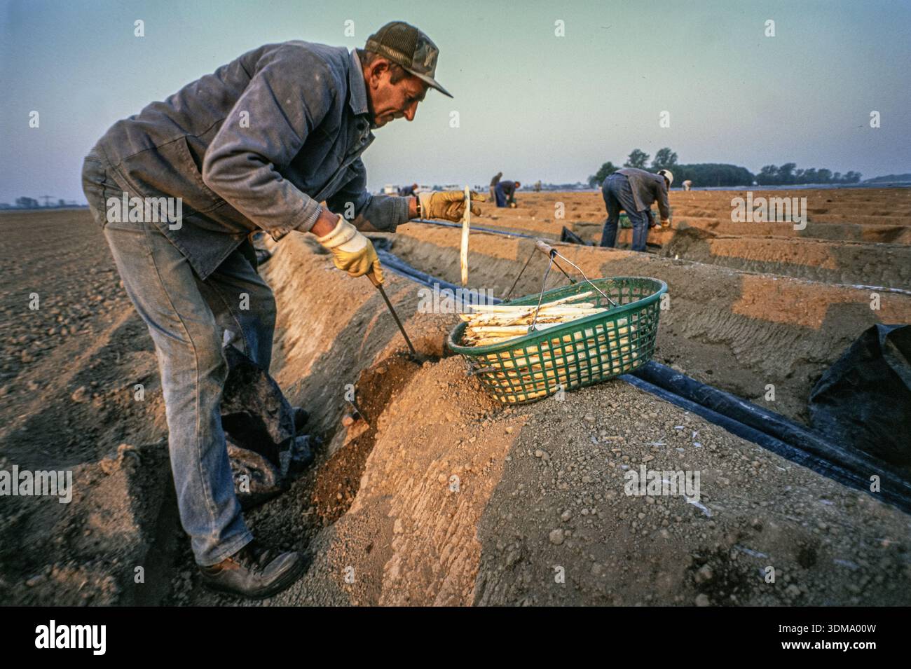 An agricultural worker manually harvesting white asparagus (spargel), carefully cutting each spear at its base . Stock Photo