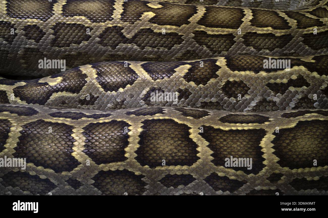 Close-up, close-up, pattern, pattern, snakeskin, Burmese Python (Python molurus bivittatus), captive, Stuttgart, Baden-Wuerttemberg, Germany Stock Photo