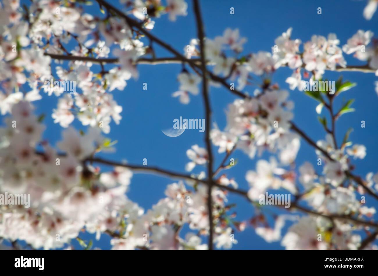 The moon captured between the branches in springtime among the cherry blossoms Stock Photo