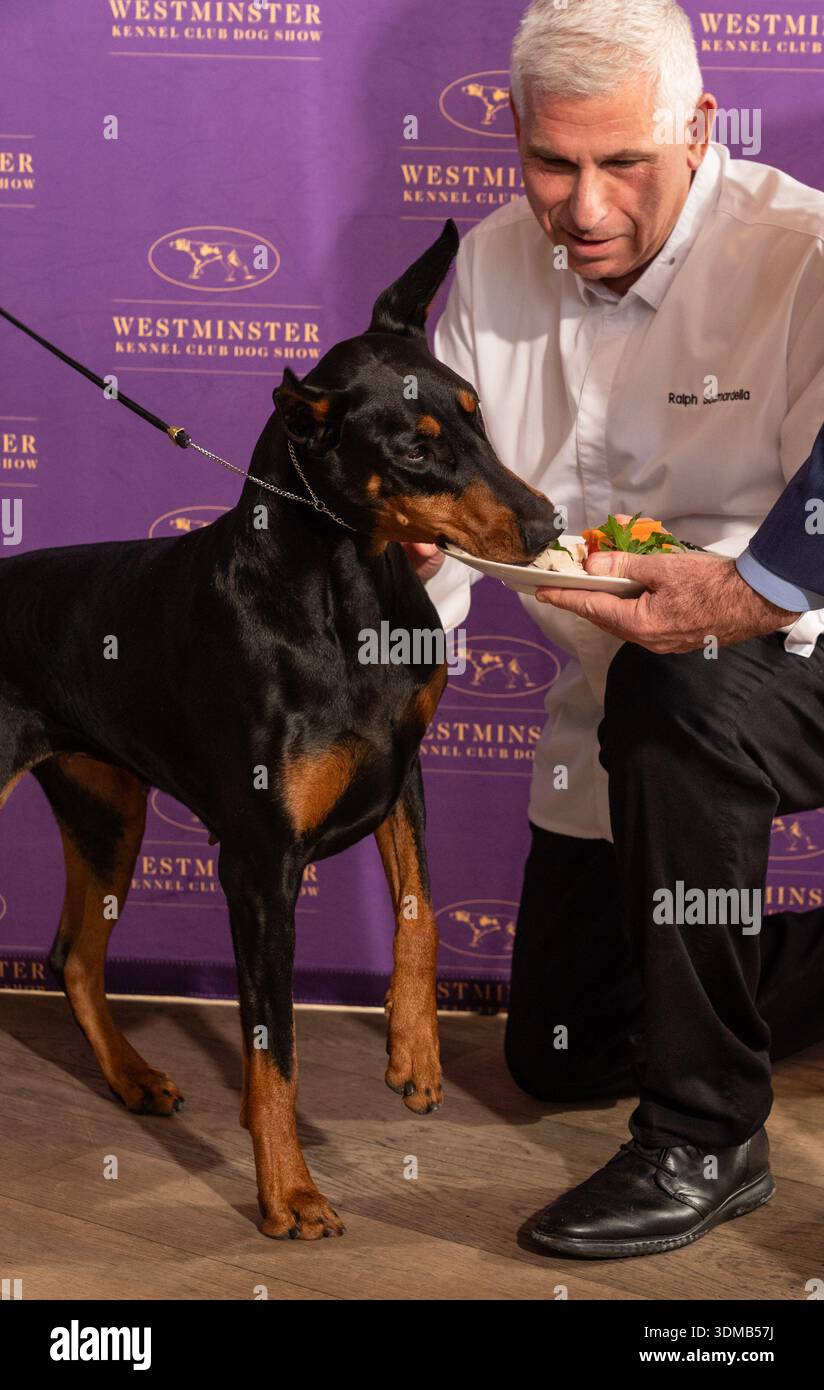 Chef Ralph Scamardella feeds Penny the Doberman Pinscher at Westminster ...