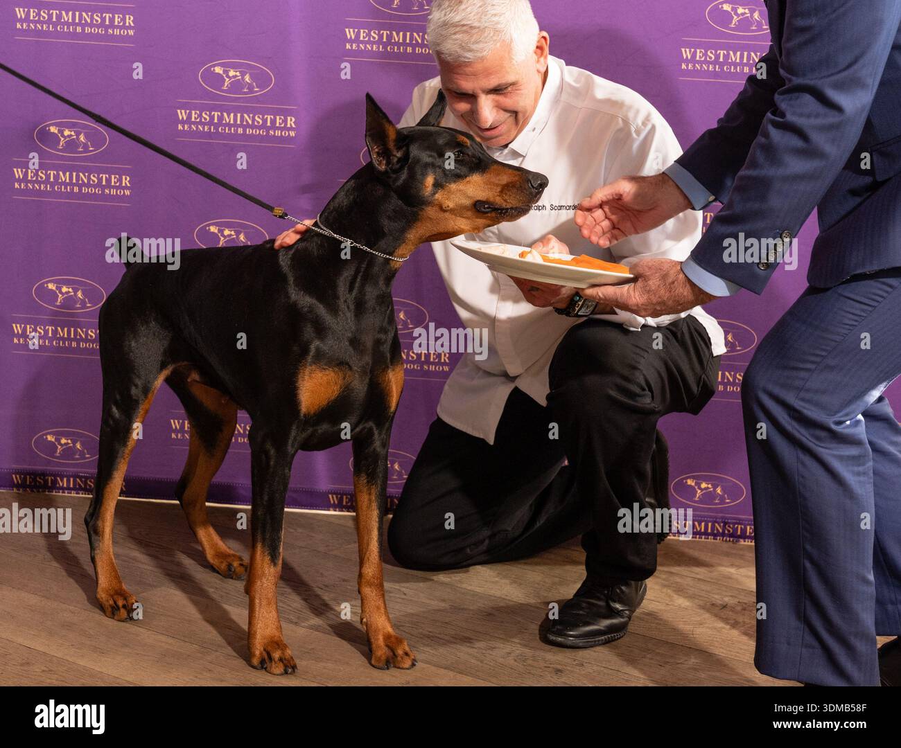 Chef Ralph Scamardella feeds Penny the Doberman Pinscher at Westminster ...
