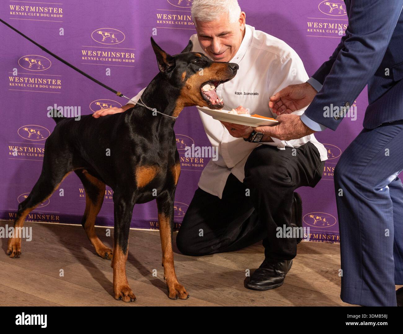 Chef Ralph Scamardella feeds Penny the Doberman Pinscher at Westminster ...