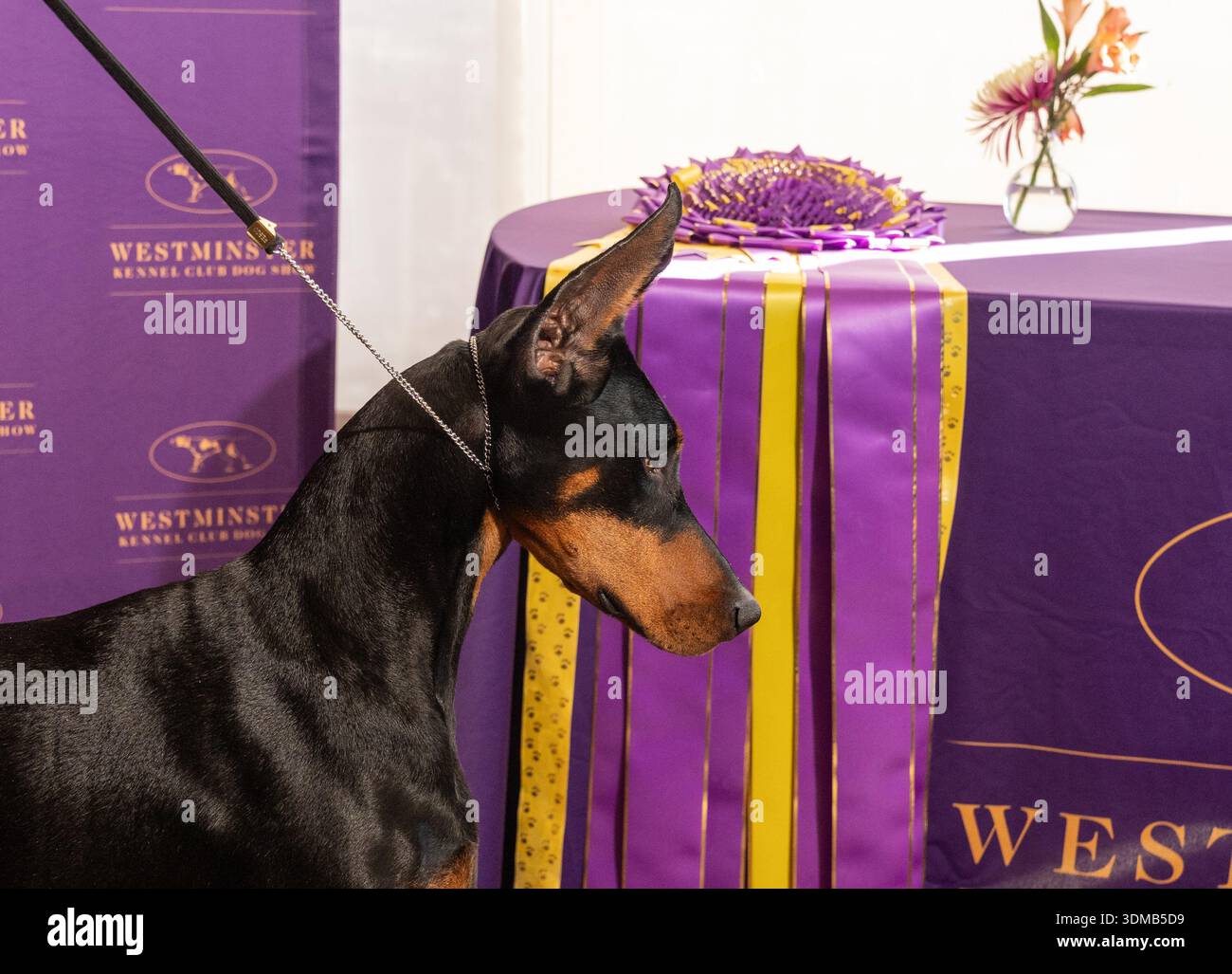 Best in show winner 2026 hi-res stock photography and images - Alamy