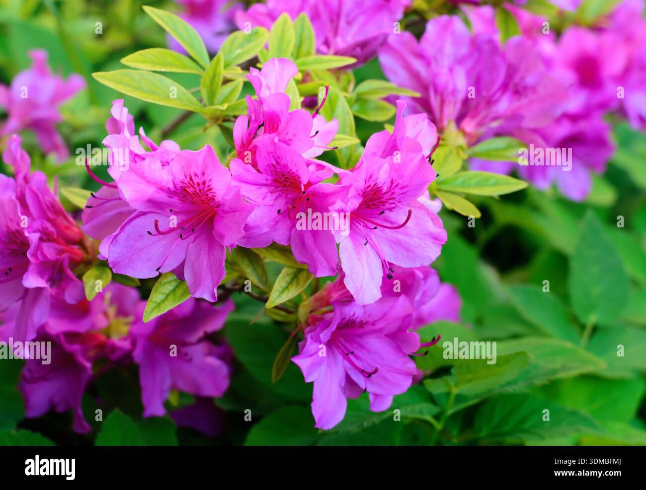 Magenta rhododendron hi-res stock photography and images - Alamy
