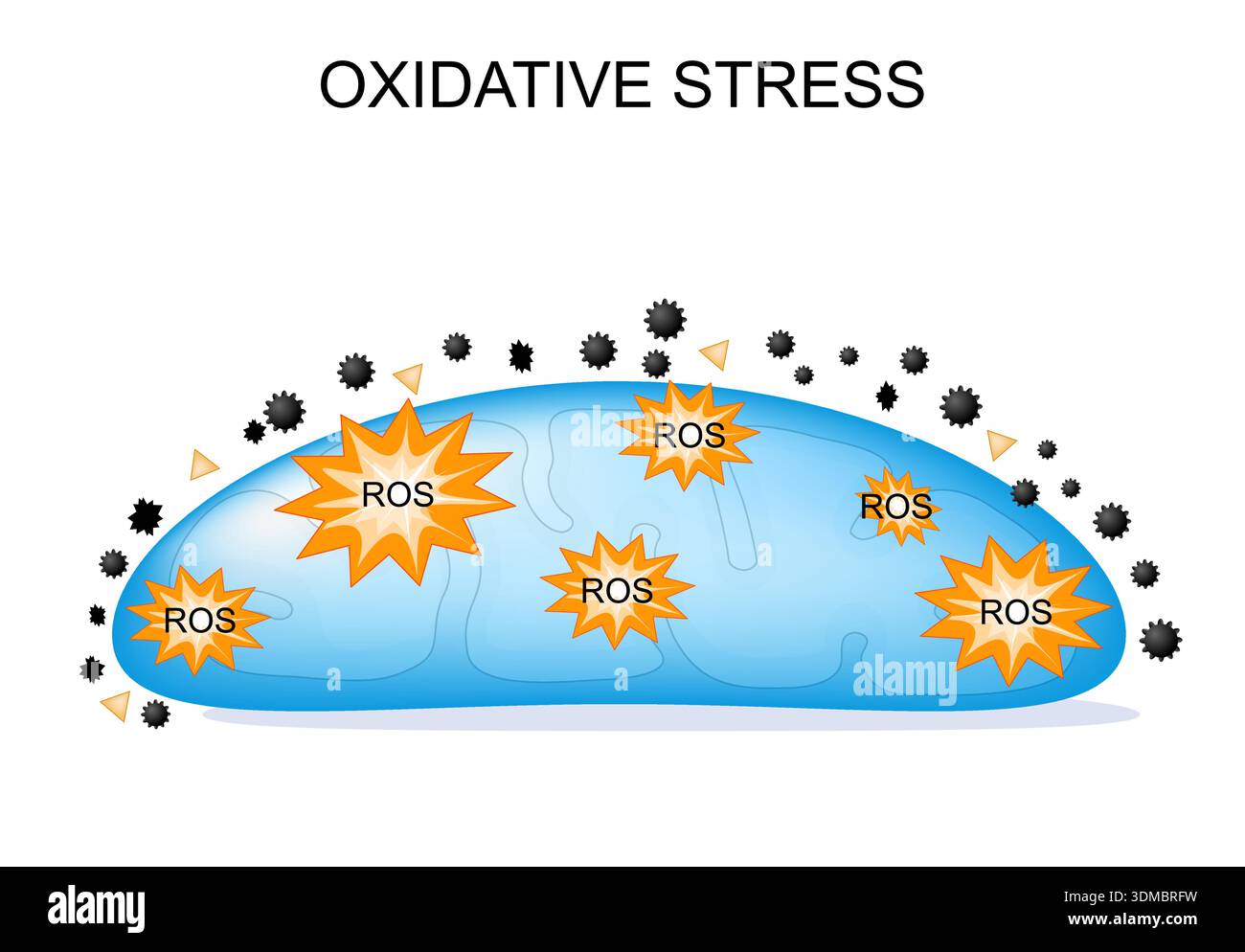 Oxidative Stress. Mitochondria, ROS, Free radicals, and cellular aging ...