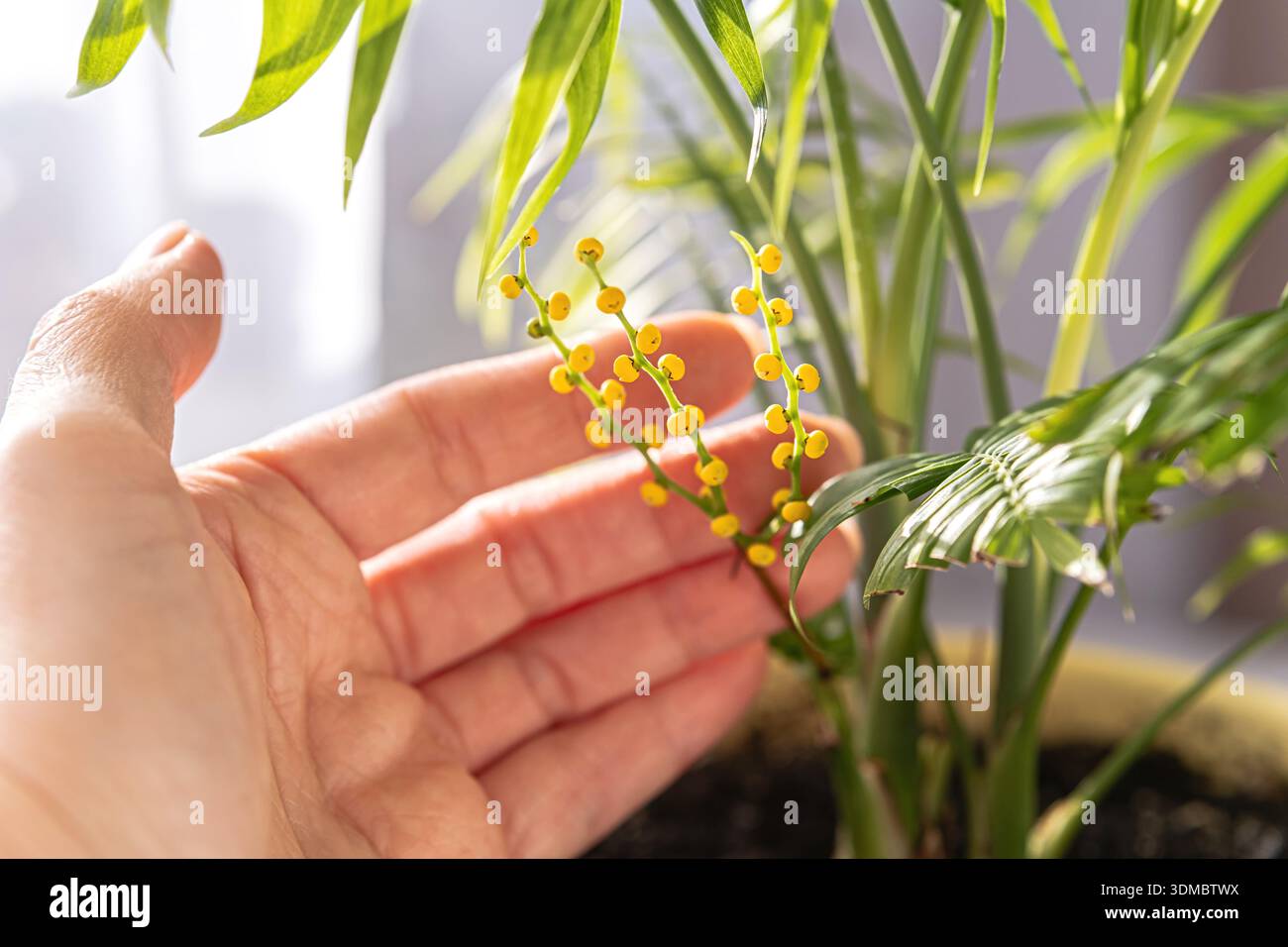 Parlor palm in pot hi-res stock photography and images - Alamy