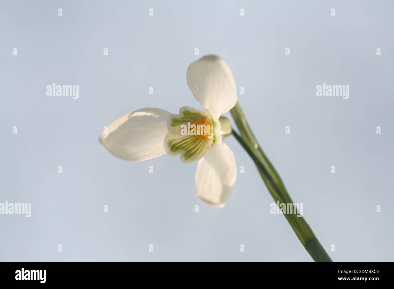 Snowdrop Galanthus nivalis viewed from below Stock Photo