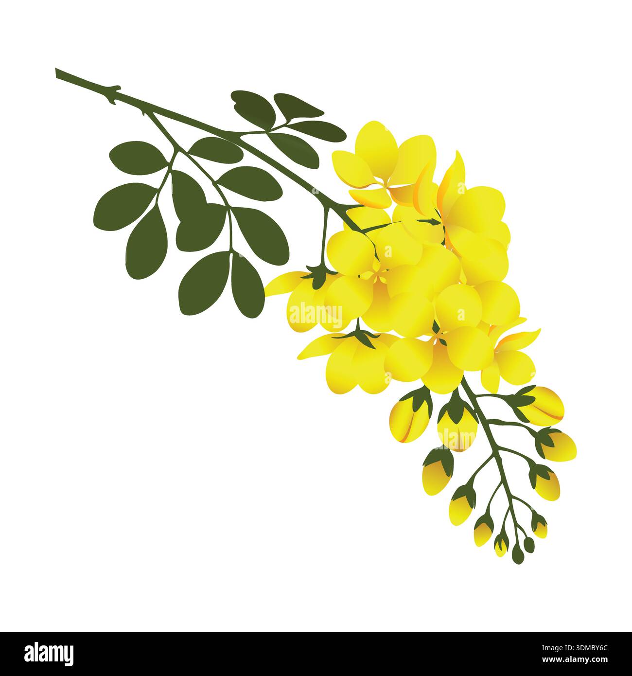 Yellow Ratchaphruek Nationalflower Stock Vector Images - Alamy