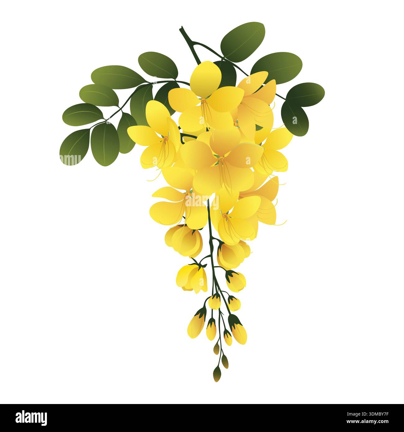 Yellow Ratchaphruek Cassia fistula leaves Stock Vector Images - Alamy