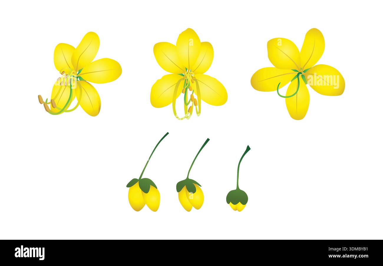 Konnapoo Yellow Golden Shower Flower Set Showing Bloom and Bud Stages, Cassia ...