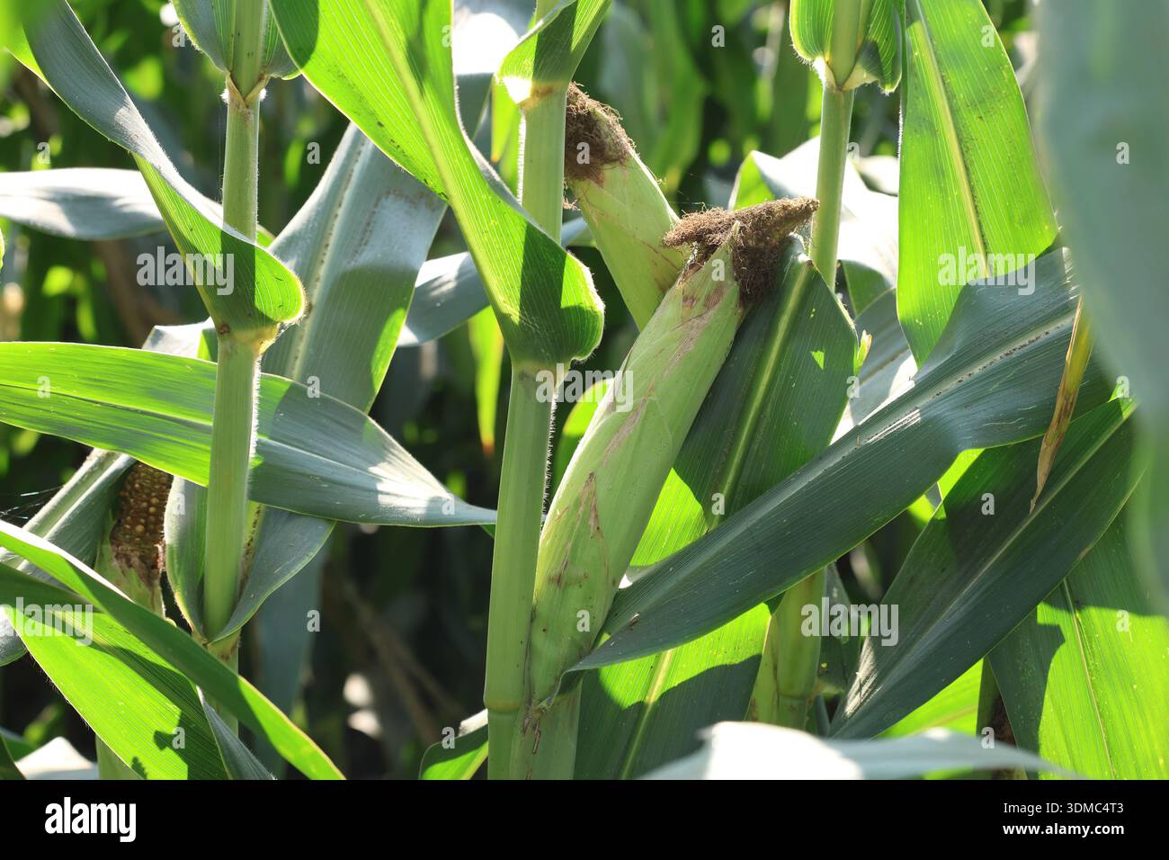 Maize cultivation hi-res stock photography and images - Alamy