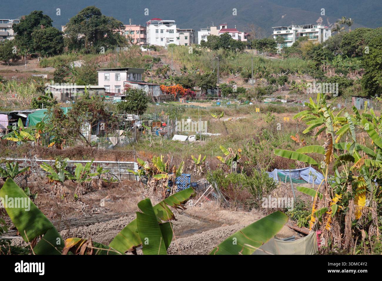 Fields under cultivation at Tin Liu Ha Village, Lam Tsuen Valley, Tai Po, New Territories, Hong Kong China Feb 2026 Stock Photo