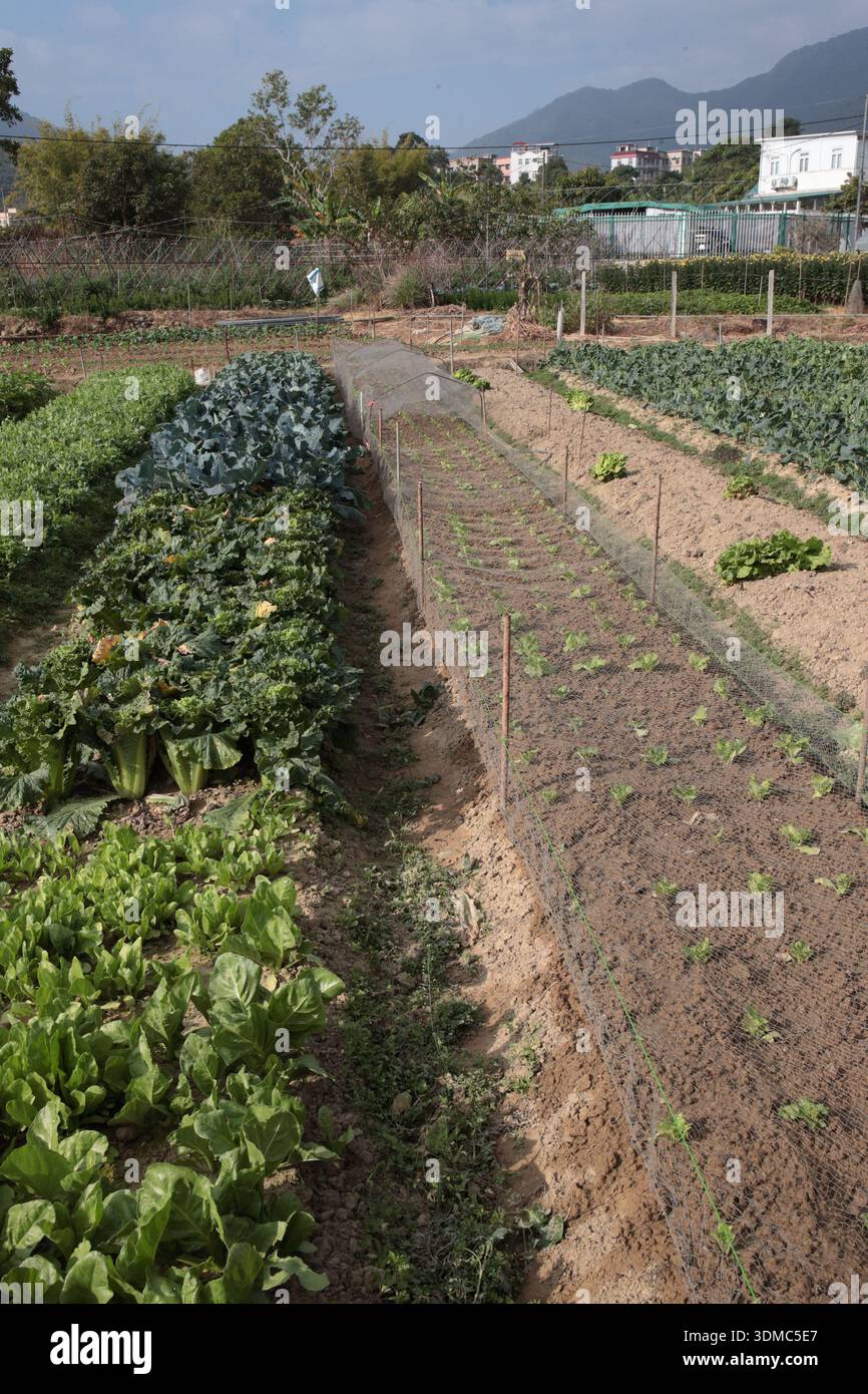 Fields under cultivation at Tin Liu Ha Village, Lam Tsuen Valley, Tai Po, New Territories, Hong Kong China Feb 2026 Stock Photo