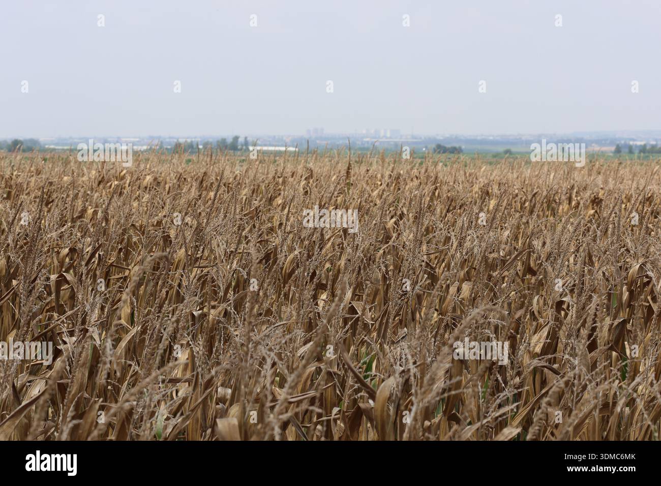 Dry corn plants in the field Stock Photo