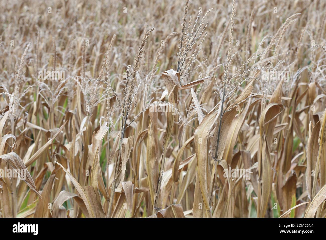 Dry corn plants in the field Stock Photo