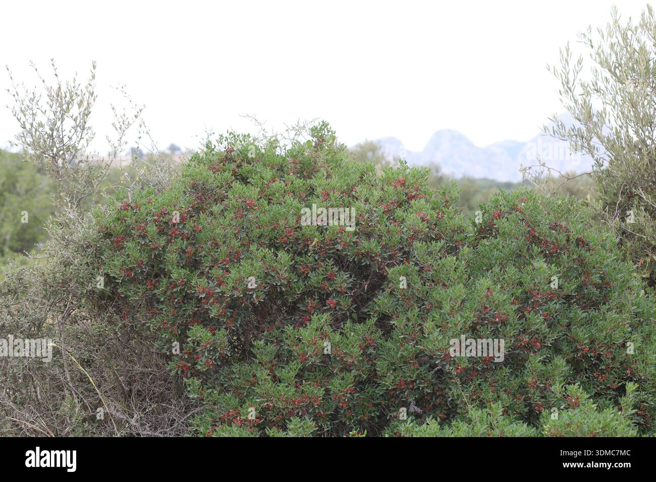 Pistacia lentiscus is a dioecious evergreen shrub or small tree of the genus Pistacia native to the Mediterranean Basin Stock Photo