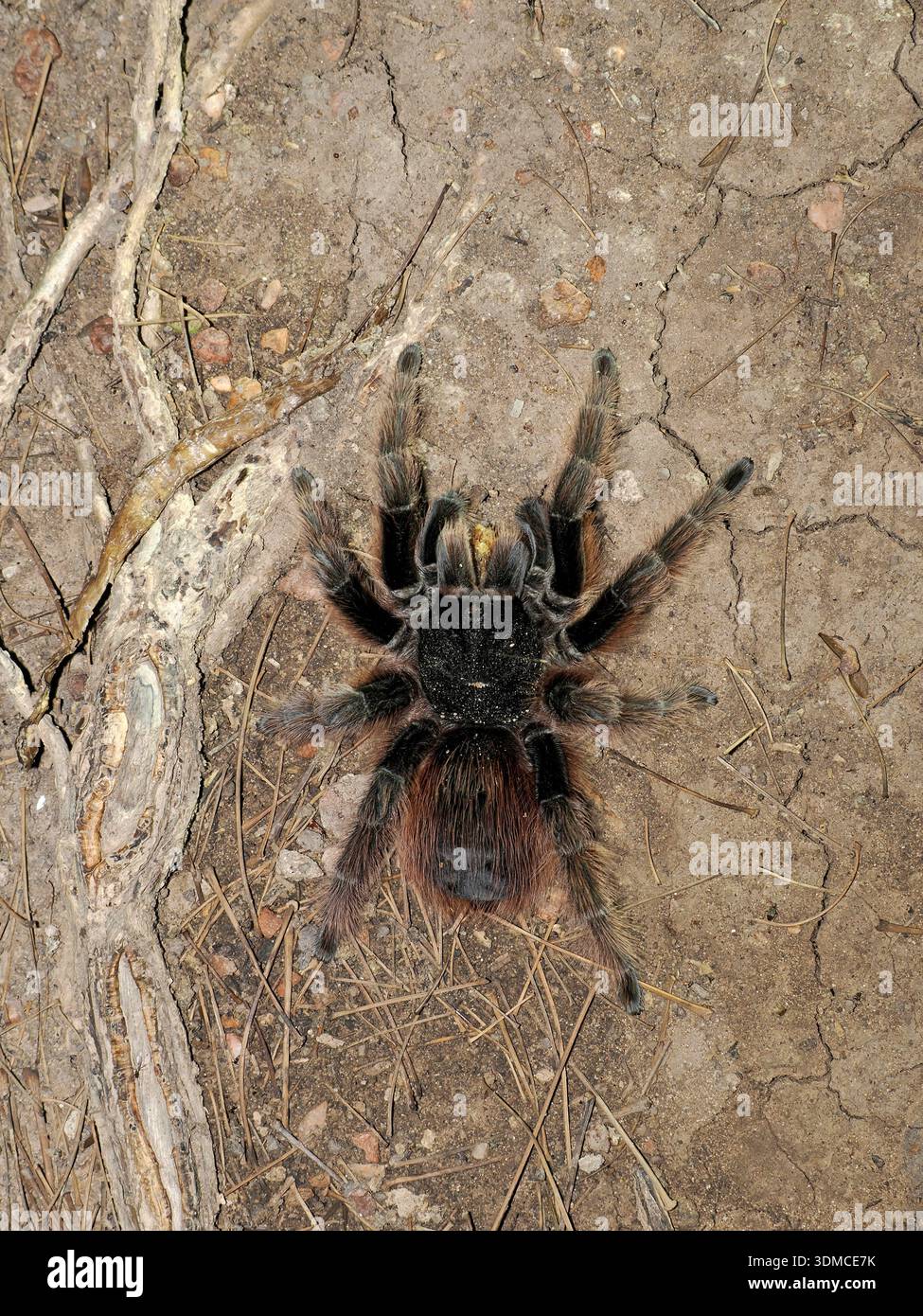Tarantula Infested Tree Bolivian Redrump Tarantula Spider (Acanthoscurria chacoana) at rest on ...