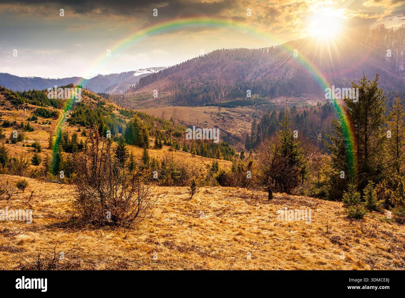 carpathian mountains in early spring at sunset. tree stumps on rolling hills in evening light. forest clearing. deforestation landscape under blue sky Stock Photo