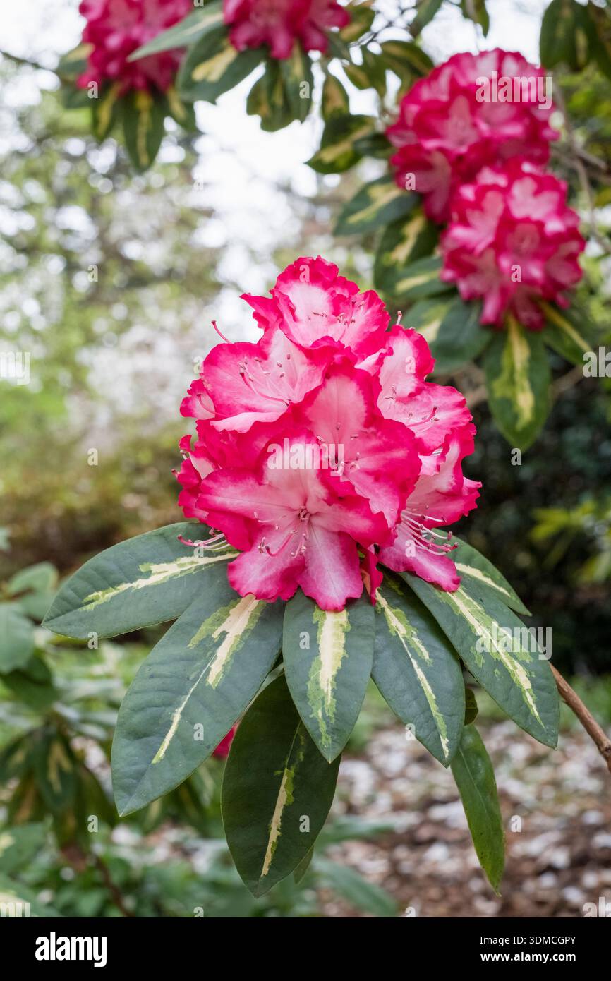 rhododendron pötschke Anah Kruschke – Singing Tree Gardens Nursery