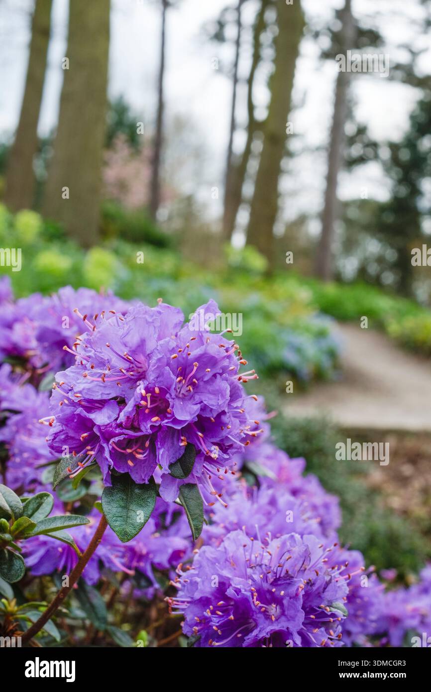 Rhododendron songbird, Dwarf Rhododendron, trusses of violet-blue ...