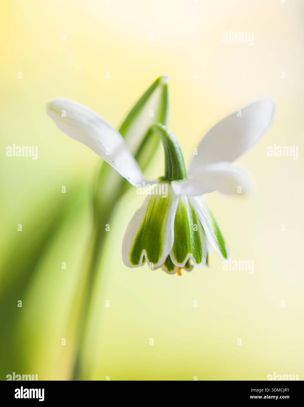 Snowdrops Rhs Galanthus greatorex double snowdrop hi-res stock photography and images ...