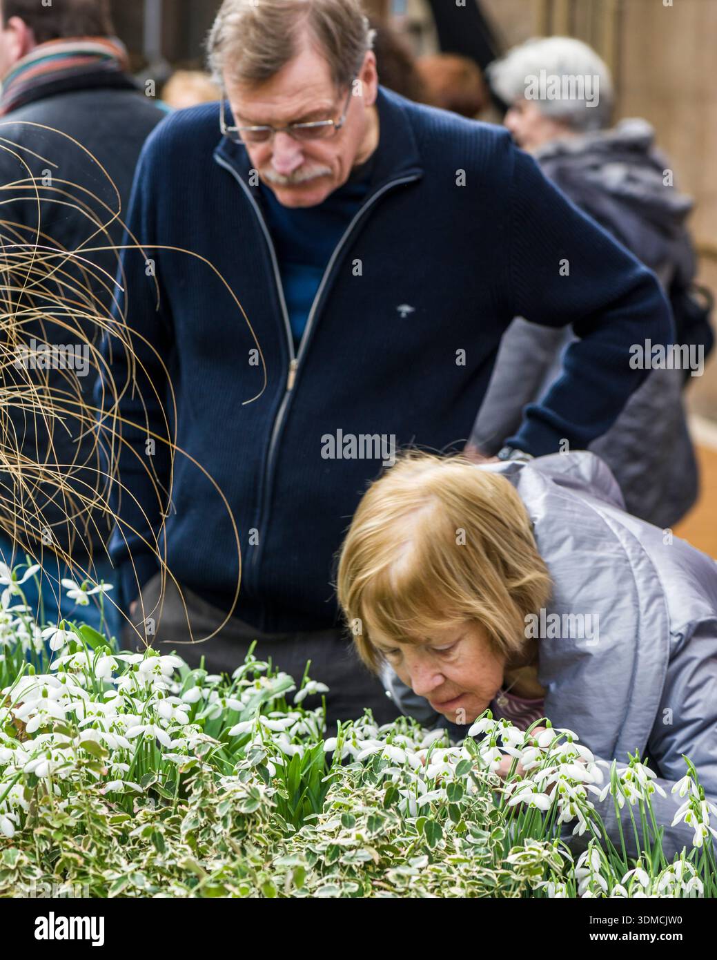Garden enthusiast examining snowdrop exhibit at RHS London plant and design show, 2014 Stock Photo