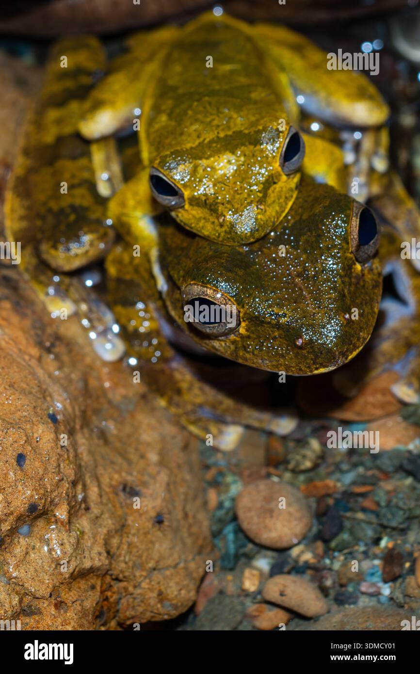 Amplexus Veragua cross-banded tree frogs, also known as drab treefrogs (Smilisca ...