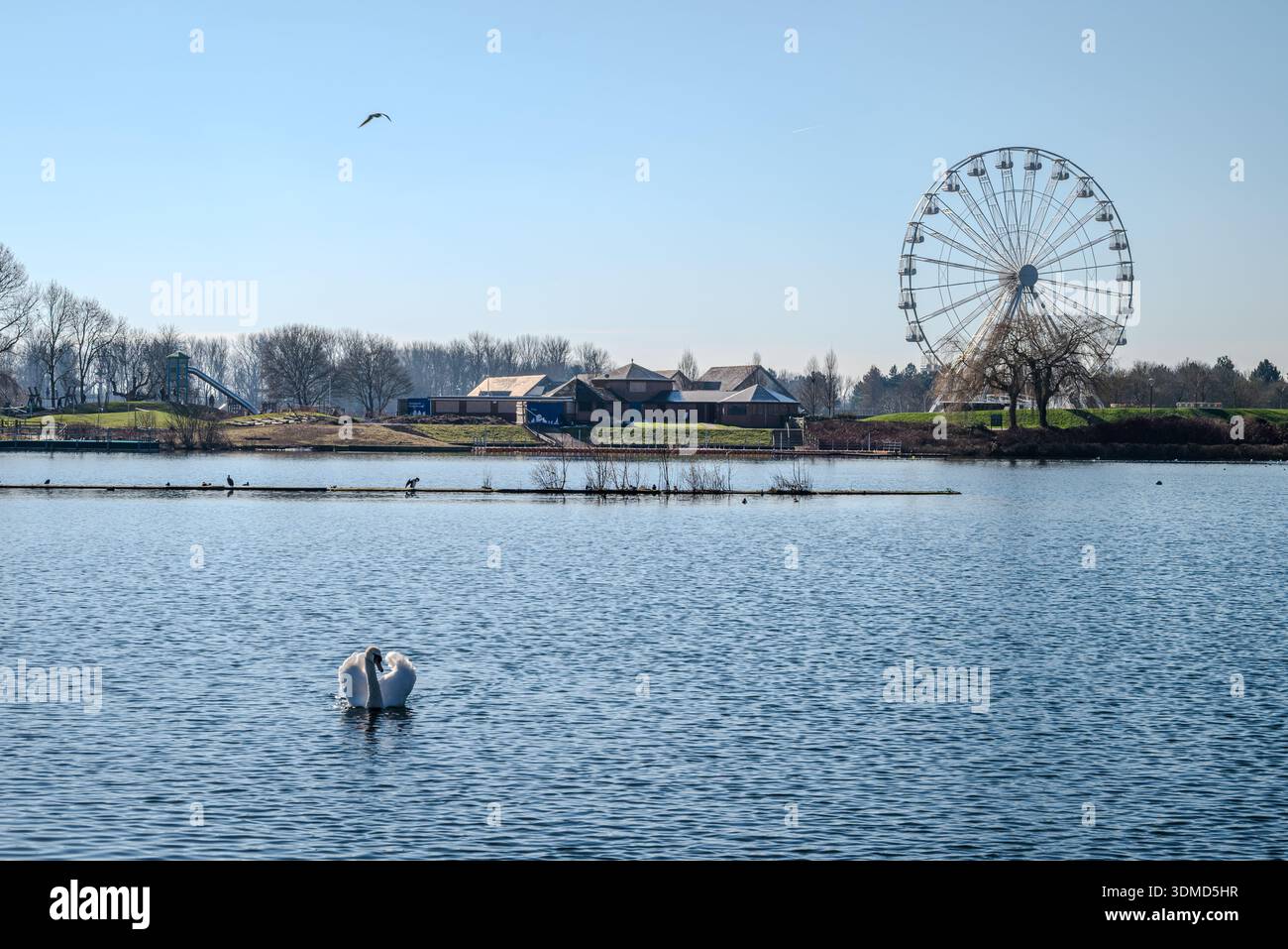 Peaceful early spring day at Willen Lake, Milton Keynes, with a pale blue sky and a swan gliding across the cold water Stock Photo