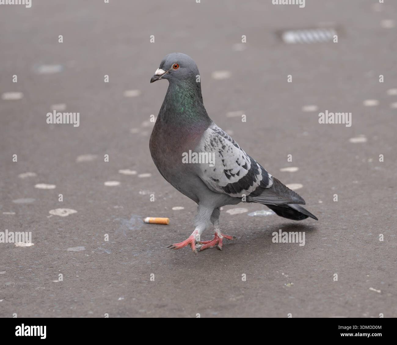 dove dove cigarette Portait of a normal City Dove - Abandoned Animals but Beautiful - somebody  let a burning cigarette falling directly at her Stock Photo