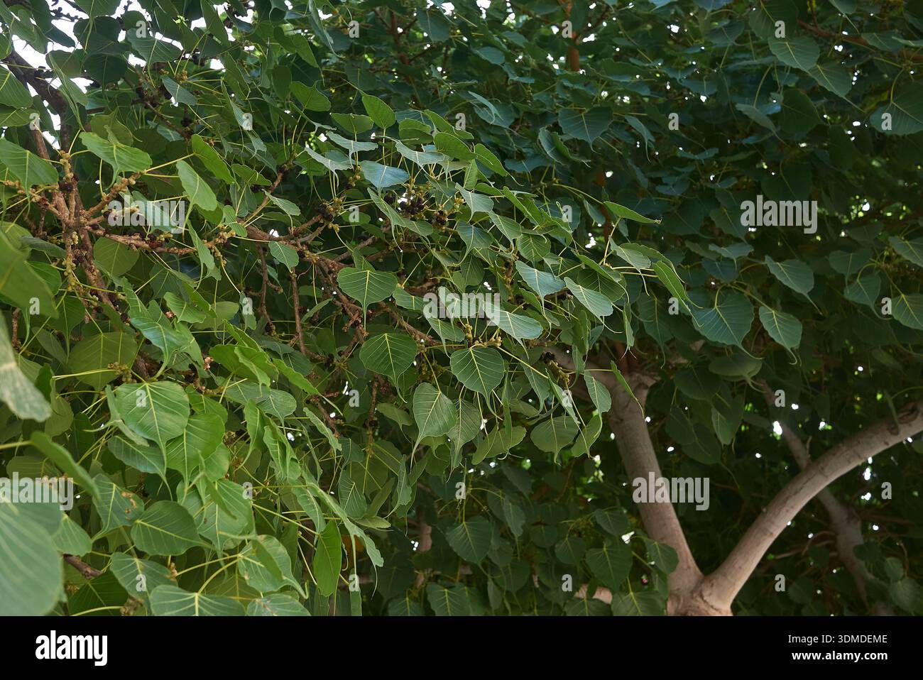 Ficus religiosa tree close up Stock Photo